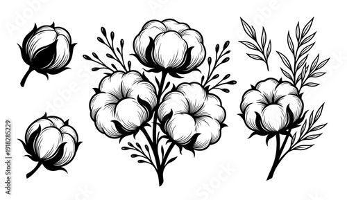 Cotton flower and branch set in engraving style