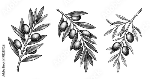 Olive branch and fruit set in engraving style