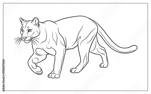 Minimalist line drawing of a prowling cougar or mountain lion, black and white wildlife illustration for animal posters and creative coloring book designs.