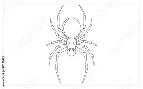 Top View Spider Line Art Vector Illustration, Symmetrical Arachnid Outline Drawing for Educational Graphics and Coloring Book Art