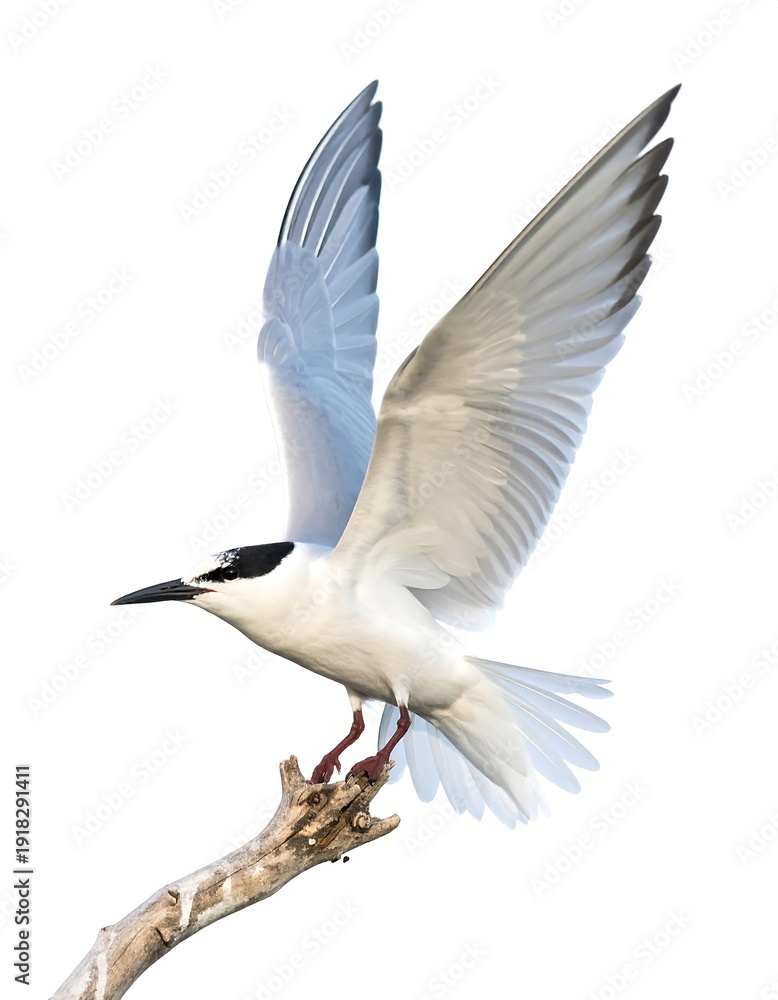 Fototapeta premium Bird perched on branch, wings spread, blending motion in soft, bright white