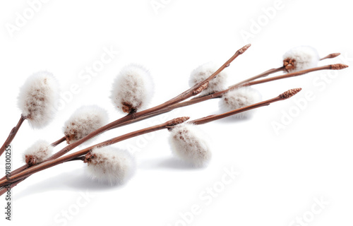 willow branches with fluffy buds isolated on a transparent background