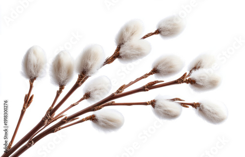 willow branches with fluffy buds isolated on a transparent background