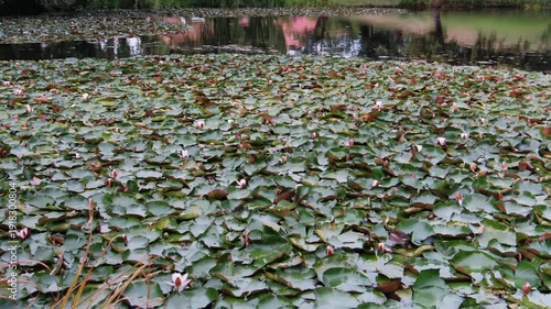 Dense Water Lily Leaves Covering Pond, Quiet Summer Morning, Scattered Pale Buds, Mottled Green Tones, Gentle Surface Ripples, Soft Diffuse Light, Cool Shadows, Peaceful Mood