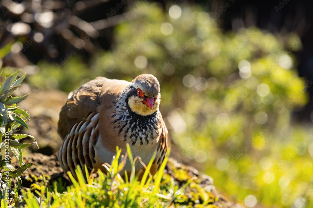 Obraz premium Red-legged Partridge sitting on a rocky outcrop, Pico do Arieiro, Madeira