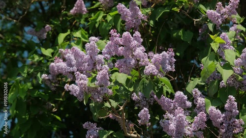 Pink Lilac Clusters In Soft Bokeh, Lush Spring Bloom With Delicate Petals And Green Leaves, Warm Sunlit Tones Creating Vintage Romantic Mood, Ideal For Wedding Stationery, Perfume
