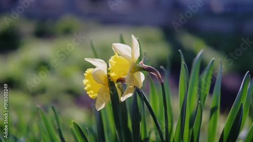 Yellow Daffodil Row By Roadside, TrumpetShaped Blooms Catching Warm Light, Long Stems Swaying In Breeze, Cheerful Spring Energy With Golden Petals And Grassy Backdrop, Ornamental
