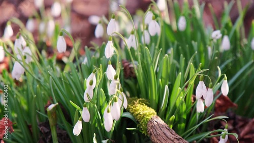 White Snowdrop Cluster In Woodland, Soft Morning Light On Drooping Petals, MossCovered Log Background, Fragile Bulbs Pushing Through Leaf Litter, Intimate CloseUp Conveying Calm