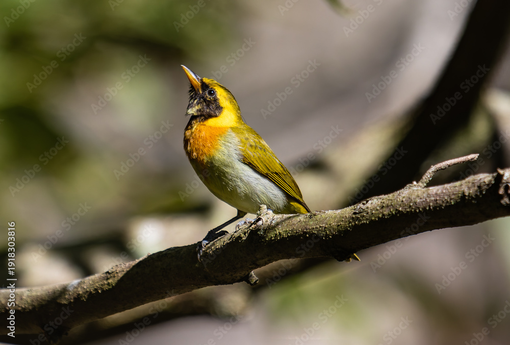 Obraz premium Colorful Songbird Perched on a Sunlit Branch in a Forest