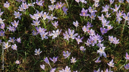 Purple Crocus Carpet Across Meadow, Expansive Sweep Of Tiny Blossoms, Dense Floral Tapestry Under Bright Sunlight, Seasonal Abundance With Textured Petals And Buzzing Pollinators,