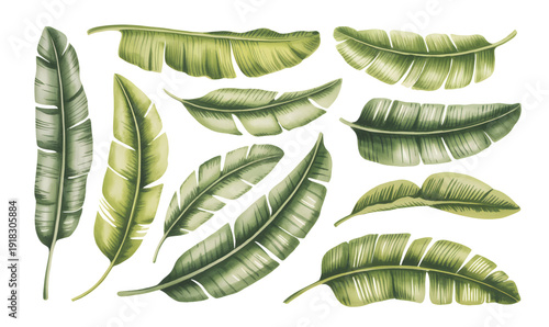 Exotic tropical banana leaves watercolor botanical collection. Tropical palm leaves on isolated white background.