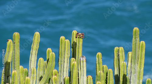 Foto green canary island spurge (euphorbia canariensis) plants against a blue ocean background