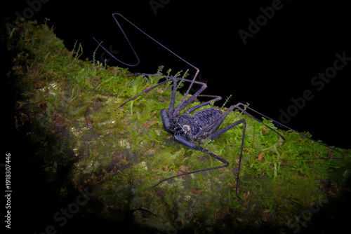 Wallpaper Mural Tailless whip scorpion (Amblypygi) in Costa Rica rainforest, nocturnal arachnid with long antenniform legs on moss covered branch in tropical forest Torontodigital.ca