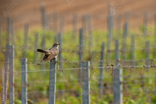 Wallpaper Mural Common Cuckoo (Cuculus canorus) perched on vineyard wire in European countryside, slender migratory bird with yellow eye against soft agricultural background Torontodigital.ca