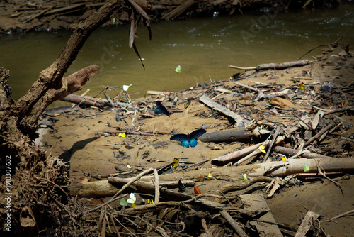 Wallpaper Mural Blue butterfly puddling on sandy riverbank in Thailand, tropical forest scene with multiple butterflies gathering minerals near freshwater stream Torontodigital.ca
