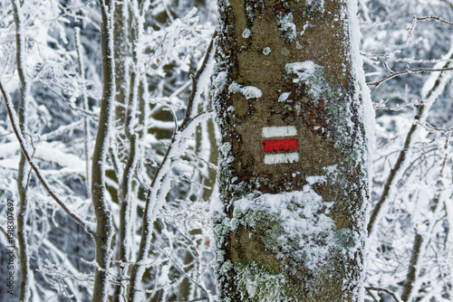 Wallpaper Mural Winter hiking trail marker painted on tree trunk, red and white tourist sign covered with snow in frosty forest landscape Torontodigital.ca