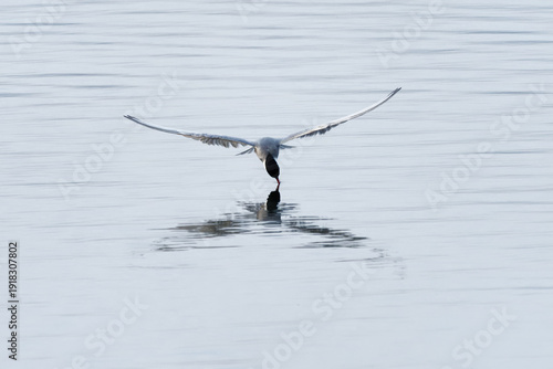 Wallpaper Mural Whiskered Tern (Chlidonias hybrida) skimming water surface at dawn, wings fully spread with clear reflection, elegant wetland bird in flight over calm lake Torontodigital.ca