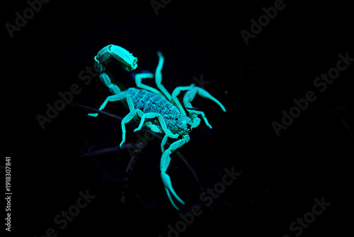 Wallpaper Mural Glowing scorpion under ultraviolet light in Morocco, fluorescent exoskeleton shining bright green in the dark desert night, close up macro wildlife photography of nocturnal arachnid predator Torontodigital.ca