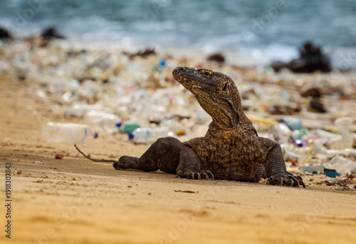 Wallpaper Mural Komodo dragon (Varanus komodoensis) resting on sandy beach littered with plastic waste, powerful endemic reptile of Indonesia highlighting marine pollution crisis Torontodigital.ca