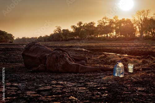 Wallpaper Mural African elephant (Loxodonta africana) lying on dry riverbed in Mana Pools, Zimbabwe, drought stricken landscape at sunset highlighting harsh impact of climate change on wildlife Torontodigital.ca