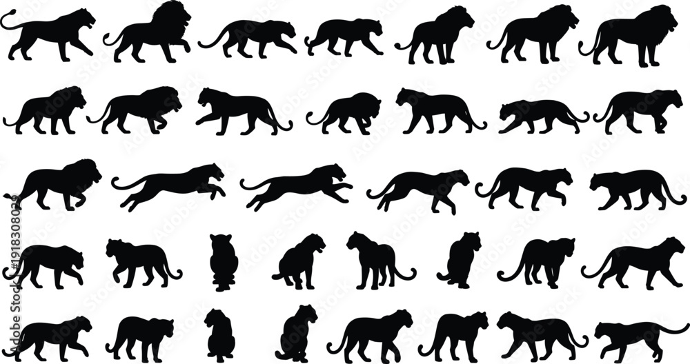 Fototapeta premium Collection of black lion and tiger silhouettes featuring big cats in various action poses like walking running and sitting isolated on white background