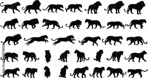 Collection of black lion and tiger silhouettes featuring big cats in various action poses like walking running and sitting isolated on white background