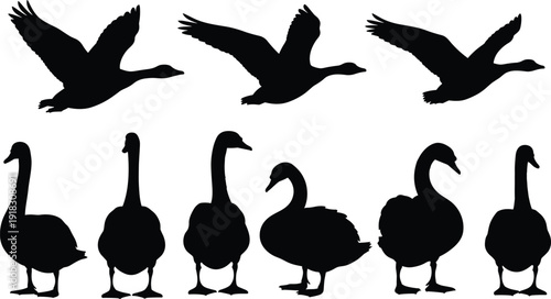 Detailed collection of black swan and goose silhouettes in various flying and standing poses, isolated on a white background for vector graphic design.