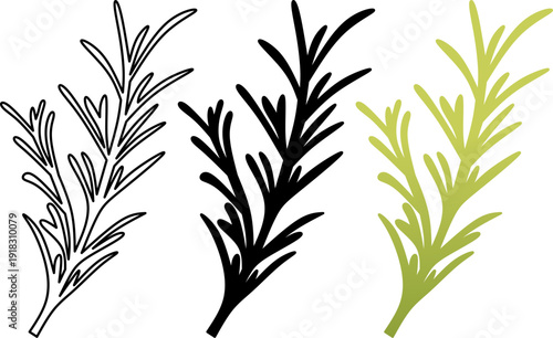 Salvia rosmarinus or Rosmarinus officinalis, commonly known as rosemary. Rosemary stem and leaves icon set. for culinary, health,herbal medicine,fragrance, logo, symbol, nature plant, aromatherapy