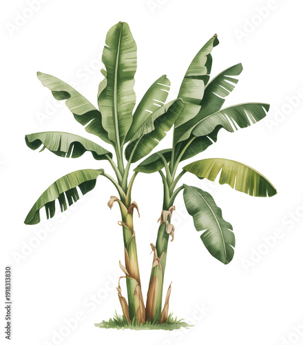Tropical banana tree illustration hand painted watercolor. Palm trees on isolated white background.