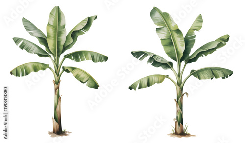 Tropical banana tree illustration hand painted watercolor. Palm trees on isolated white background.