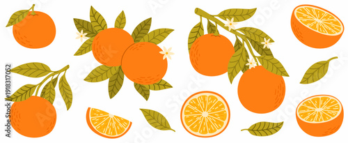 A set of fresh oranges. Orange slices, branches, leaves, and orange blossoms.
