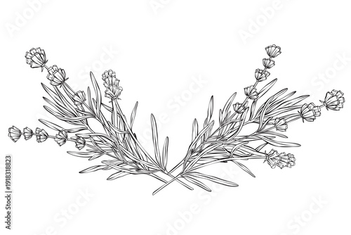 Black vector illustration of lavender branches forming decorative bottom border. Hand drawn linear botanical design in vintage engraving style. Perfect for invitations, frames, cards, logos, and decor