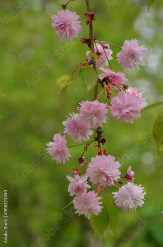 Obraz na płótnie Prunus subhirtella 'Pendula Plena Rosea