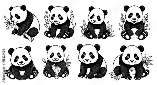 Adorable black and white panda bears in various poses, hand drawn illustration set.