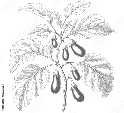Engraved eggplant branch illustration in vintage botanical sketch style. Vintage eggplant plant sketch
