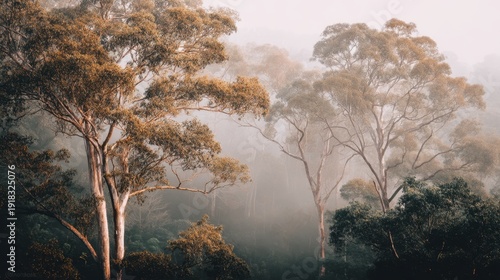 Serene Misty Forest Landscape with Majestic Eucalyptus Trees Rising Above a Soft Fog and Tranquil Green Underbrush at Dawn in a Natural Wilderness Setting