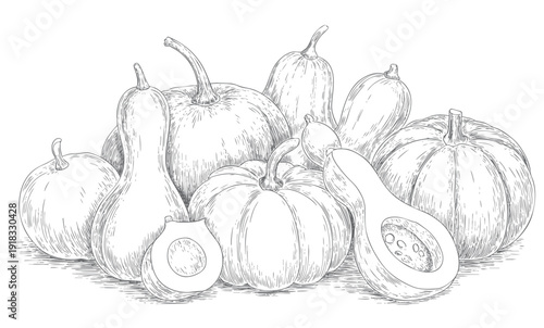 Pumpkin and squash botanical collection in vintage engraving art.

