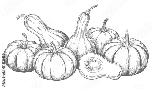 Pumpkin and squash botanical collection in vintage engraving art.
