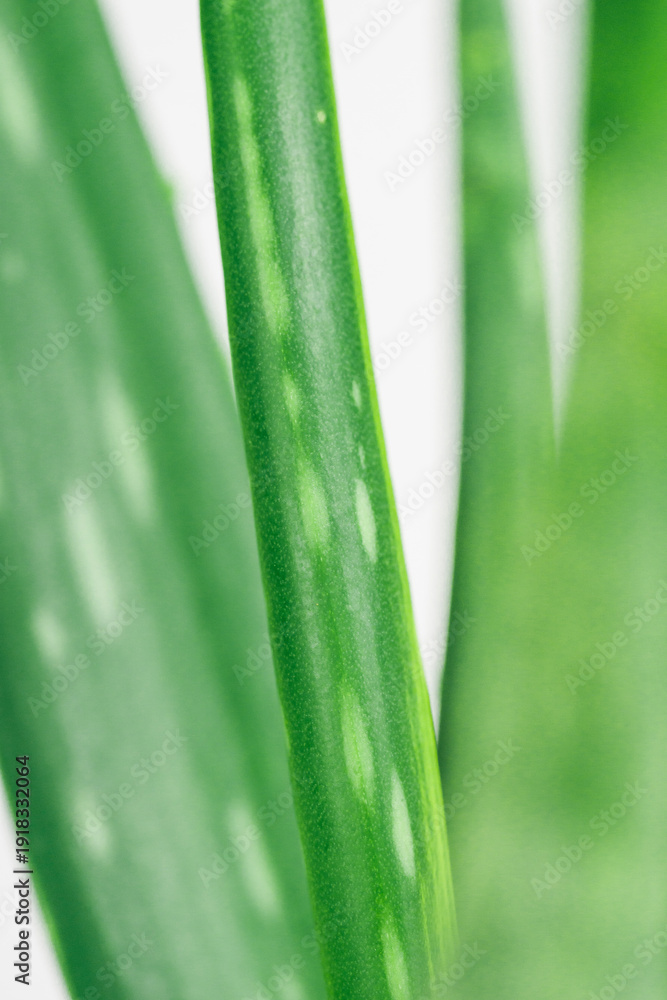 Fototapeta premium aloe vera plant leaves background green succulent stems in close up with white spots for natural cosmetics skincare healthcare and pharmacy for banner design concept of beauty, wellness, medicine