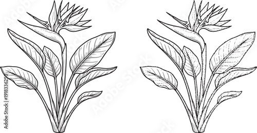Tableau sur toile Hand Drawn Bird of Paradise Flower Illustration - Vintage Botanical Strelitzia S