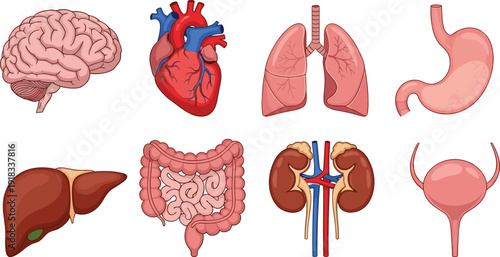 Set of realistic human internal organs icons including brain heart lungs stomach liver intestines kidneys and bladder for medical education healthcare