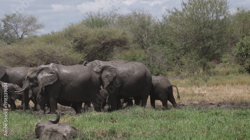 Elephant walking freely on the Kruger Safari