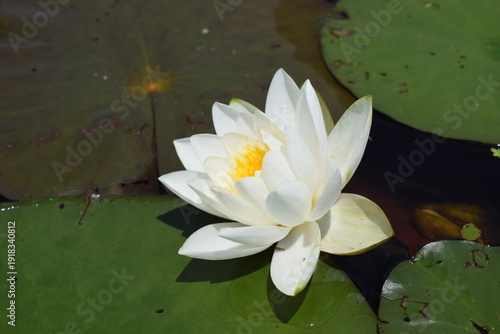Water Lily