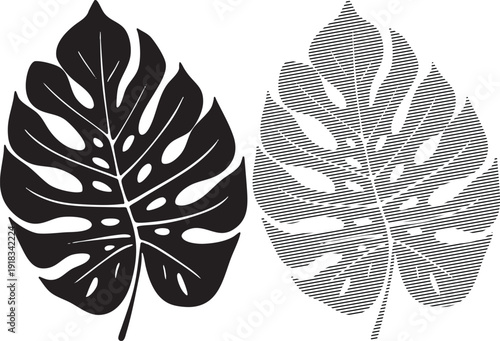 Black monstera leaf and a striped outline version on white background Keywords: monstera, leaf