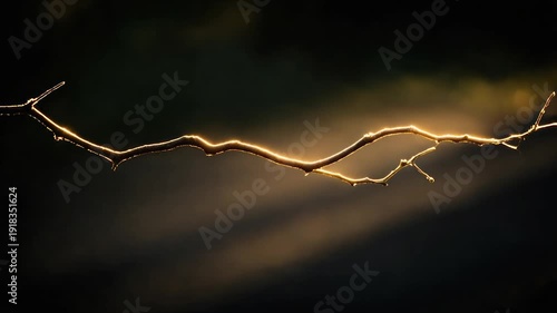 Wallpaper Mural A thin, golden-lit branch curves across a dark, blurred background, evoking a sense of calm Torontodigital.ca