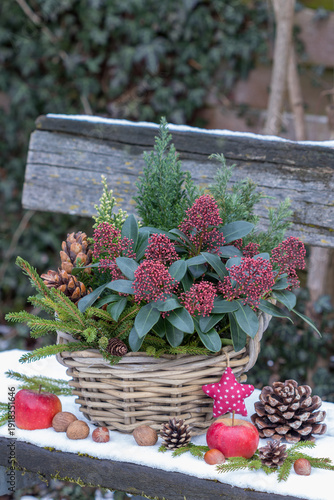 Skimmia japonica und Kleinkoniferen im Korb im Wintergarten