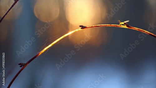 Wallpaper Mural A thin, curved branch with insect atop. Illuminated by golden light, blurred background Torontodigital.ca