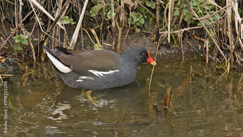 Φωτογραφία moorhen in a creek in Bourgoyen nature reserve, Ghent, Flanders, Belgium
