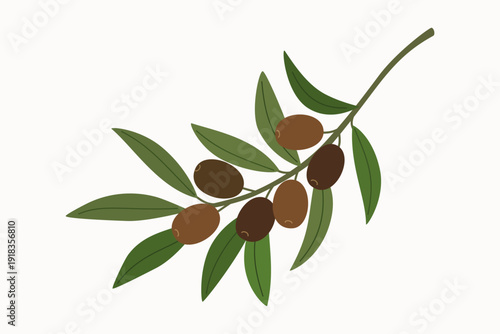 Branch of tree olive with black olives and leaves. Mediterranean plant with edible fruits. Hand drawn vector illustration isolated on white background, flat cartoon style.