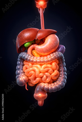 3D medical illustration of the human digestive system with a healthy glow, anatomically accurate organs, clean clinical style, glowing details on a dark background, high detail, modern healthcare conc